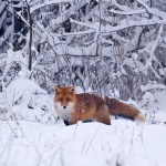 animals___Wily___Gomirje, Croatia.