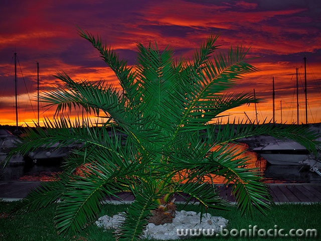 marinapalma1mal