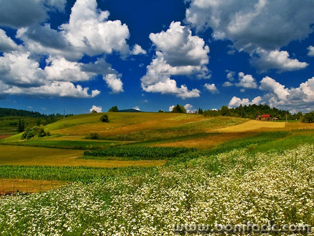 poljenebosabljakselo1mal