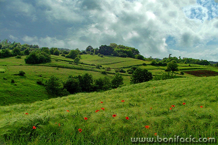 nature___Green Grass Of Home___Venac Mreznicki, Croatia.