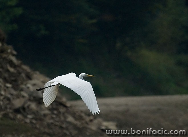 animals___Heron___Mrzla Vodica, Croatia.