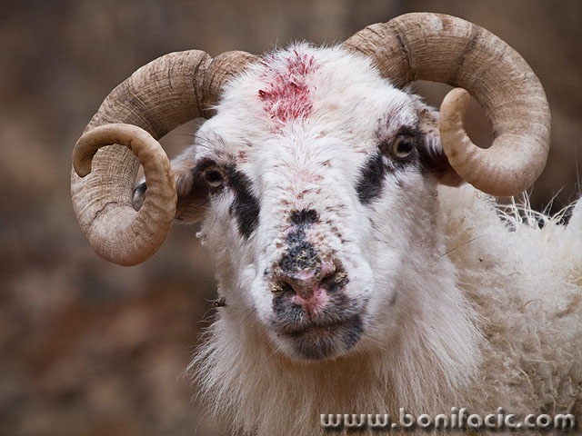 ovan1mal