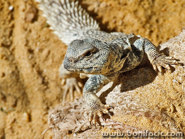 animals___Scholars___Draz, Croatia.