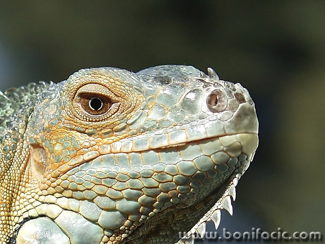 animals___Sun Lover___Punat, Croatia.