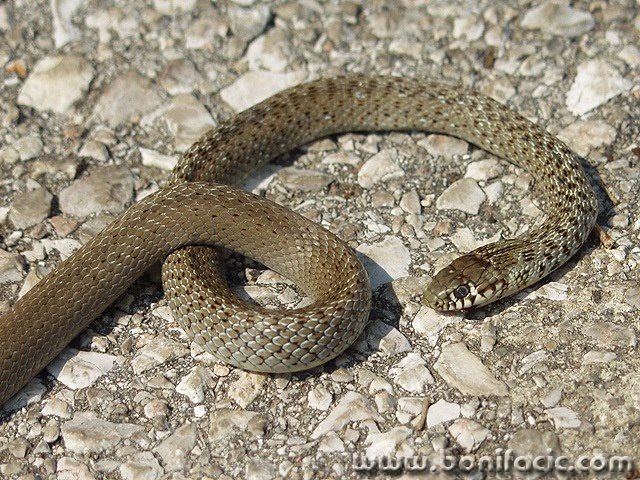 animals___Serpent___