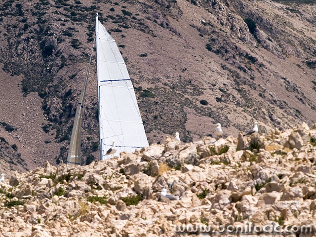 regata16mal