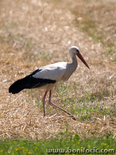 roda1mal