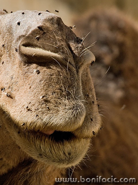 animals___Squatters___Tozeur, Tunisia.