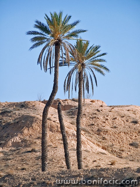 stilllife___Las Palmas___Sahara, Tunisia.