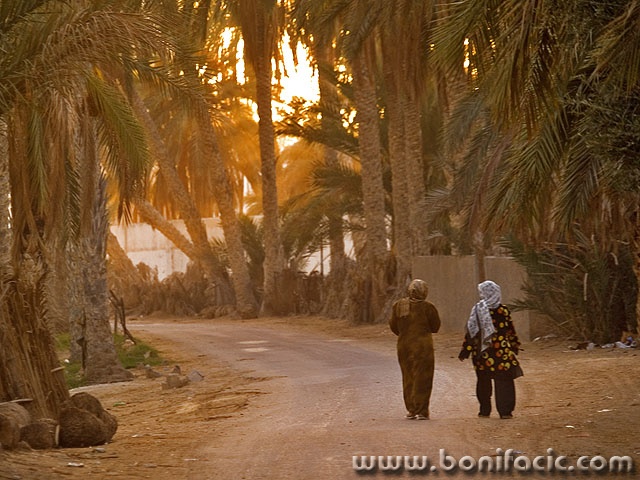 travel___Dattes Walk___Douz, Tunisia.