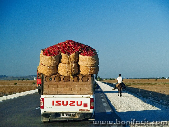 travel___Red Hot Chili Papers___Hammamet, Tunisia.