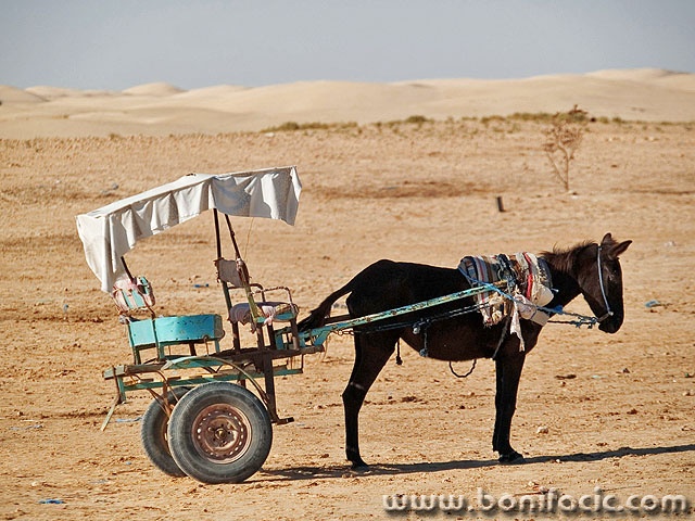 travel___Free Ride___Sahara, Tunisia.