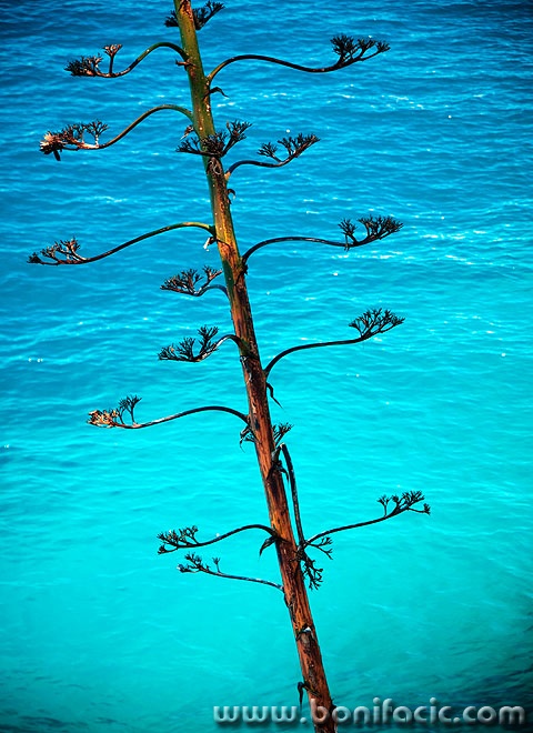 losinj28mal