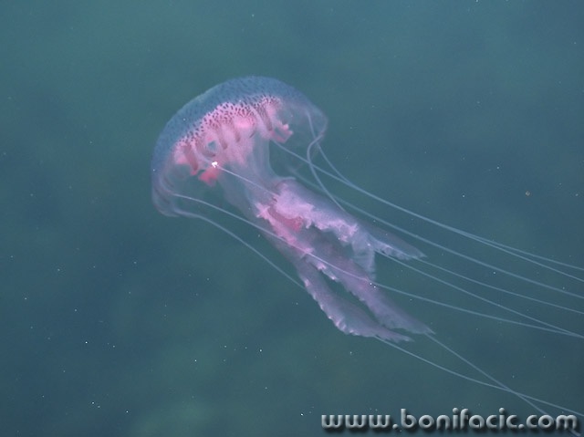 animals___Jellfish___Mali Losinj. Croatia.