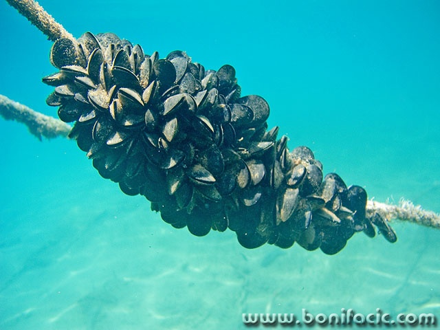 stilllife___Shell Bunch___Sveti Marak, Croatia.