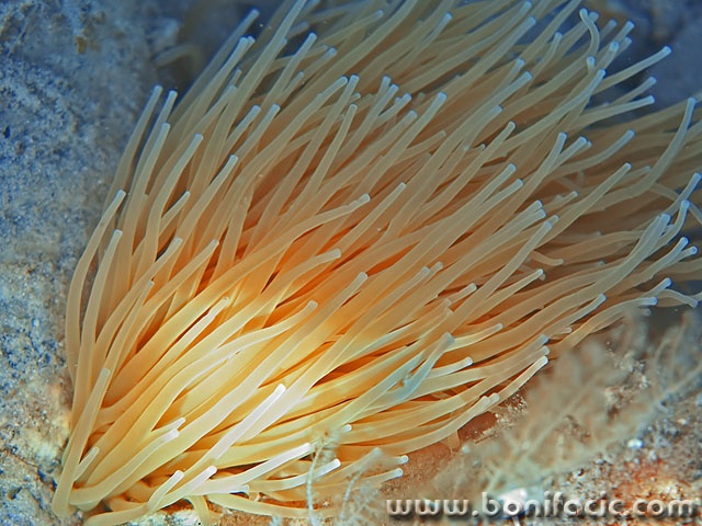 macro___Wig___Stara Baska, Croatia.