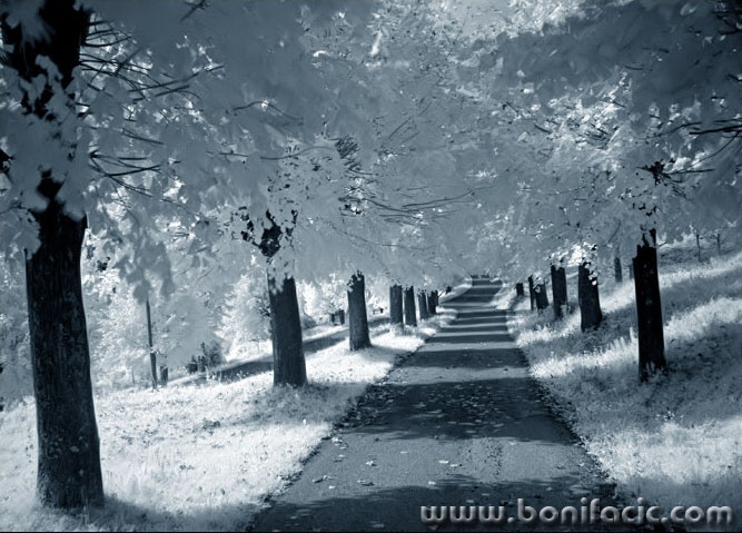 bw___Shadowy Way___Modrus, Croatia.