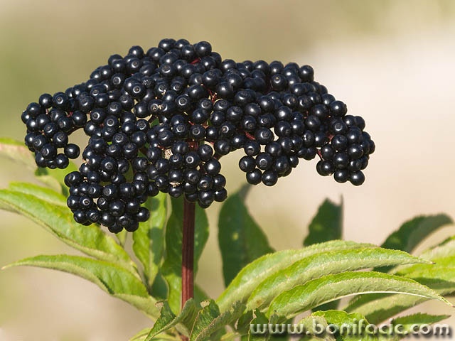 blackberry1mal
