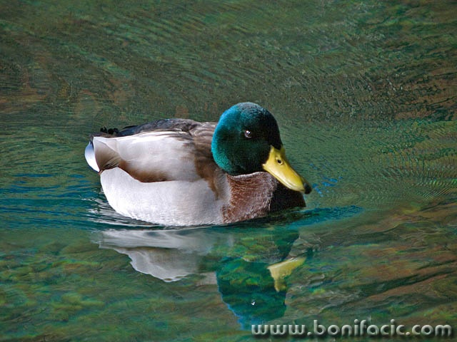 patak1mal