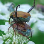 macro___Bed Of Roses___