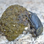 macro___Big Shit___Kampelje, Croatia.