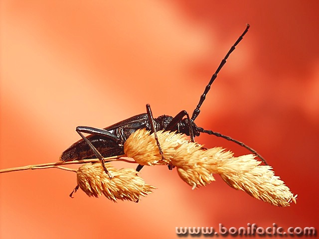 macro___Abyss Guardian___