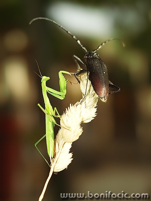 macro___Fight___