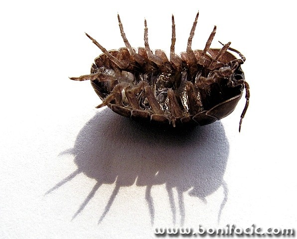 macro___Breakdance___