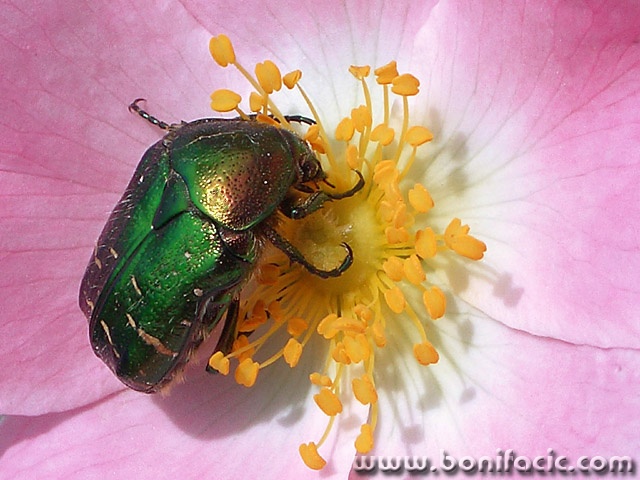 macro___Lickerish___