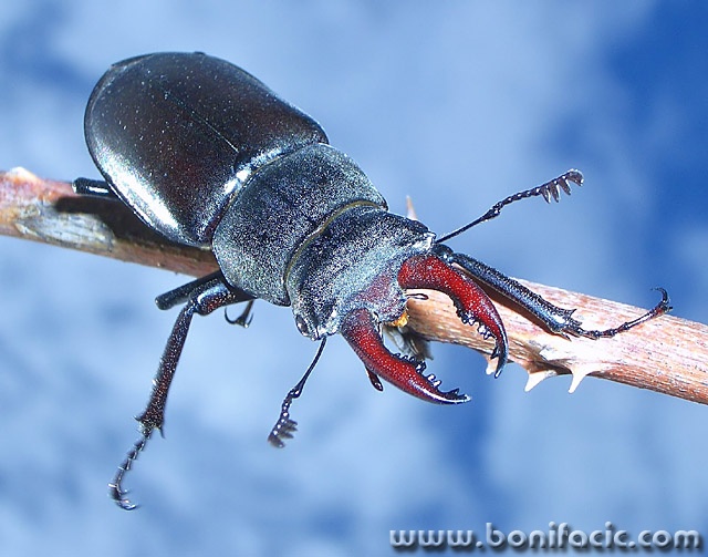 macro___Hobgoblin___