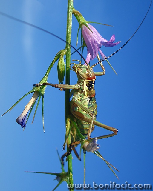 macro___Bellman___