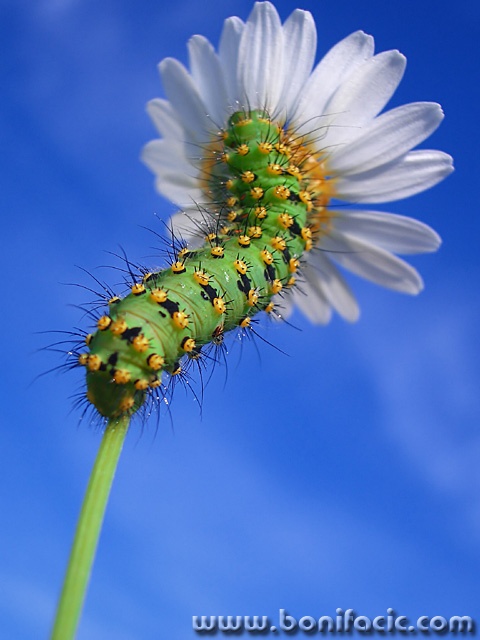 macro___Below Parasol___