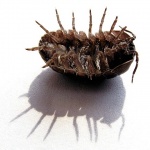 macro___Breakdance___