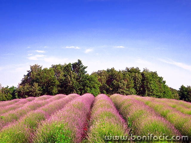 lavanda1mal