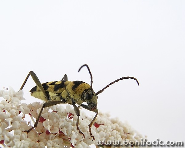 macro___Booo!___