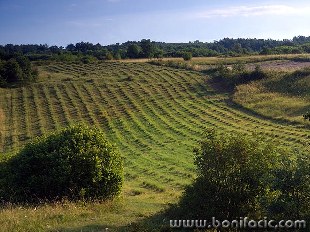 lavanda3mal
