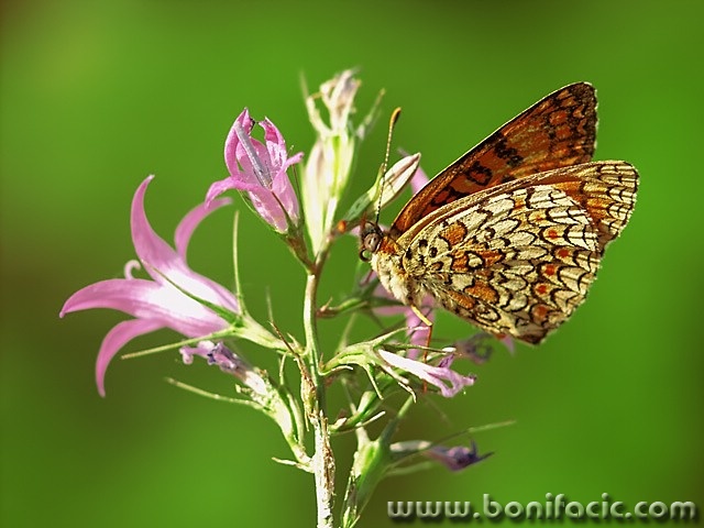 macro___Butterfly___