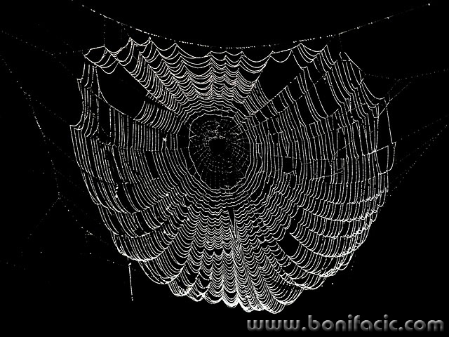 macro___Bvlgari___Djurdjevac, Croatia.