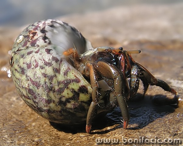 macro___Camper___