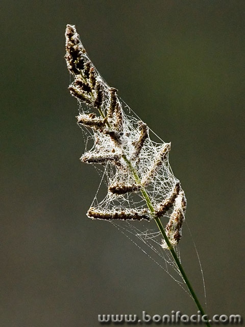 macro___Captived___Djurdjevac, croatia.