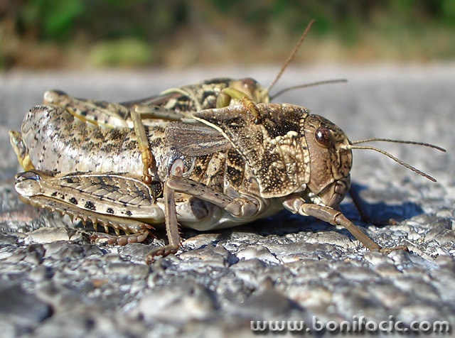 macro___Carrier___Punat, Croatia.