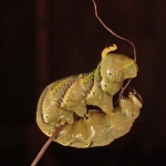 macro___Circus Artist___Punat, Croatia.