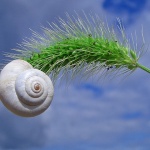 macro___Coma___Punat, Croatia.