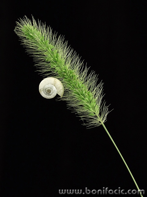 macro___Clifhanger___