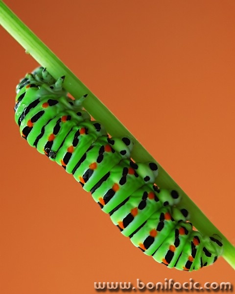macro___Climber___