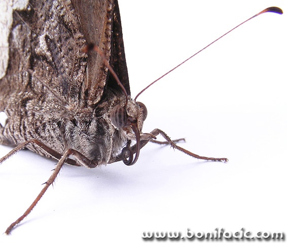 macro___Conductor___
