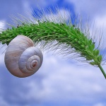 macro___Drowsiness___Punat, Croatia.