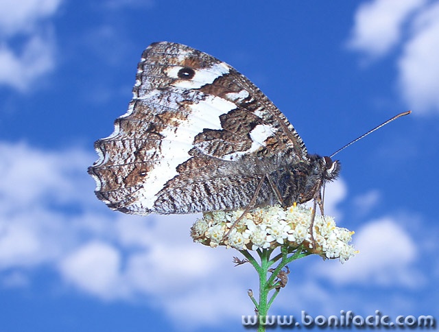macro___Divan___