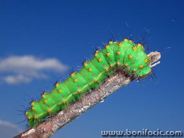 macro___Dreamer___