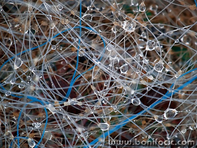 macro___Drops In Net___Baska, Croatia.